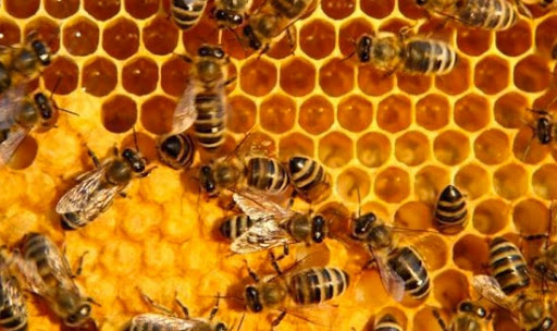 Kỹ thuật nuôi ong lấy mật hiệu quả