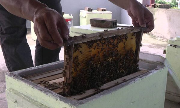 Cách đặt cầu ong vào tổ ong như thế nào?