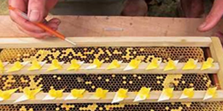 Kỹ thuật nuôi ong mật (ong nội- Apis cerana)