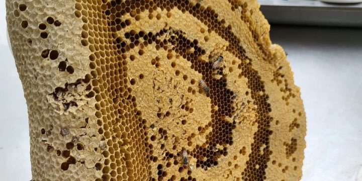 Tại sao ong Khoái lại được mệnh danh là “vua” ong mật?