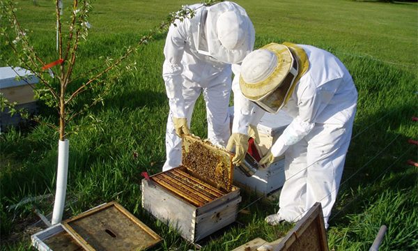Các kỹ thuật trong nghề ong