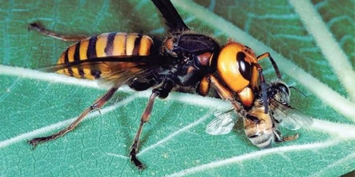 10 Sự thật thú vị về ong mật
