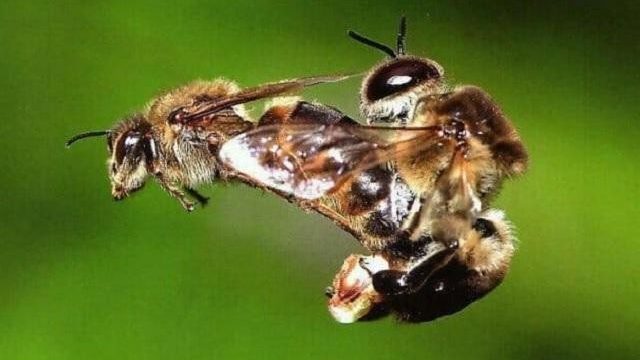 Bí mật thú vị về ‘bãi yêu’ ong mật đực đợi ong chúa đến giao phối