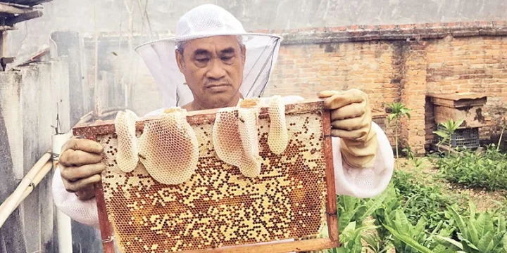 Nghề nuôi ong “vốn ít, lợi nhuận khá”