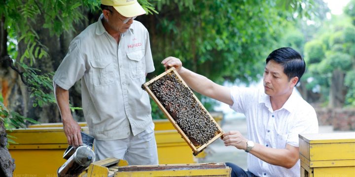 HONECO và hành trình viết tên mật ong Việt Nam ra thế giới