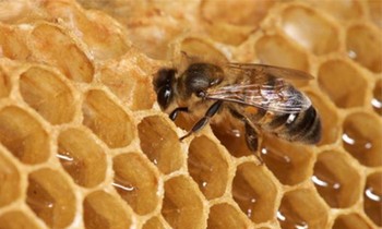 Vì sao cấu trúc tổ ong có hình lục giác? Ứng dụng cấu trúc tổ ong trong đời sống?
