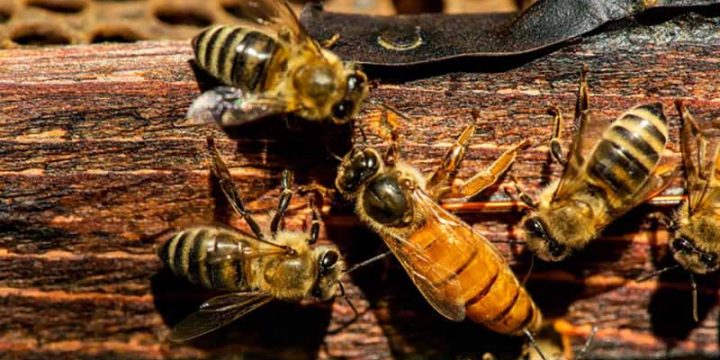 Mật ong khoái và mật ong ruồi loại nào tốt?