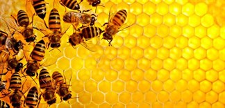 Nghiên cứu của Đại học Oxford về công dụng chữa trị ho bằng mật ong: Mật ong đánh bại hàng loạt thuốc trị ho thông dụng