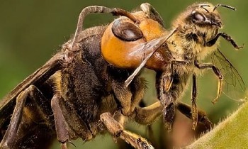 1001 thắc mắc: Sát thủ ong mặt quỷ kinh khủng thế nào, xử lý sao nếu bị đốt?