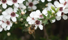 Vị thế mới của mật ong trong trị thương