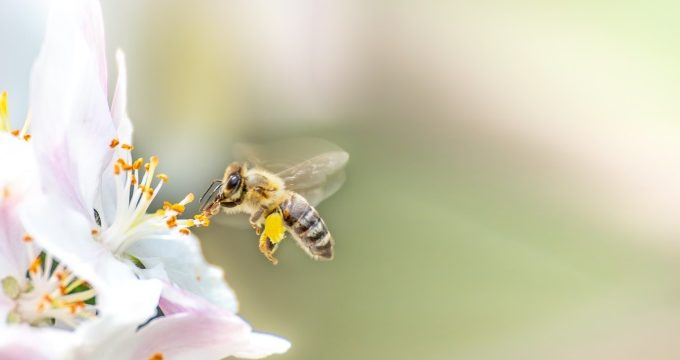 10 điều thú vị về loài ong